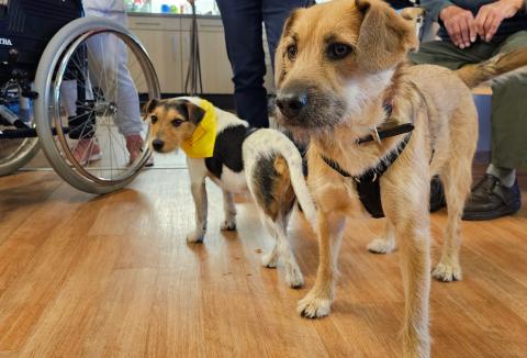 Besuchshunde im Pflegeheim Gorbitz: Wie Lucy, Anton und Co. das Wohlbefinden der Bewohner steigern